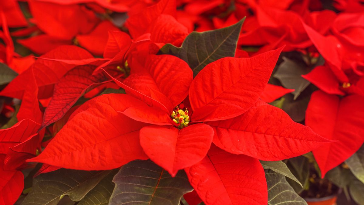 Poinsettia: A Symbol of Christmas in Mexico and the United States